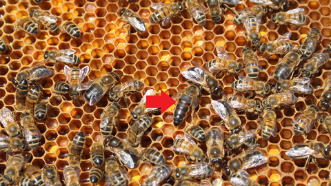 Ruches connectées à Maubeuge