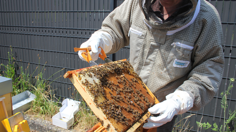 Ruches connectées à Maubeuge