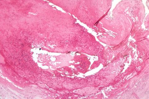 these Thanh Hai Tuan TRAN